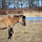 Bijvoeren voorkomt afschot van dieren Oostvaardersplassen