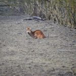 Natuurlijke selectie of wanbeleid op de Oostvaardersplassen?