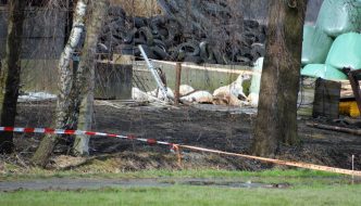 Geit word doodgeschoten door jager bij stalbrand Zeewolde