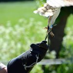 Roofvogels hun vrijheid ontnemen om het publiek te vermaken