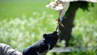 Roofvogels hun vrijheid ontnemen om het publiek te vermaken