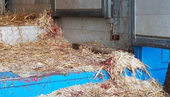 Waarnemingen op paardenmarkt Oudeschoot