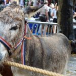 Waar de Burgemeester haar lof uitspreekt over paardenmarkt Voorschoten, spreken wij wederom van schande.