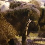 Verslag van paardenmarkt Hedel 2018 (+ 2 video’s)