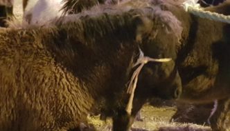 Verslag van paardenmarkt Hedel 2018 (+ 2 video’s)