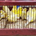 Dieren op evenementen als handelswaar keer op keer een doffe ellende.(+Video)
